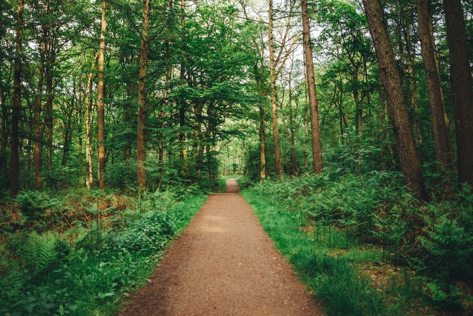 A Practical Take on Habits: How They Actually Form, in Plain Language