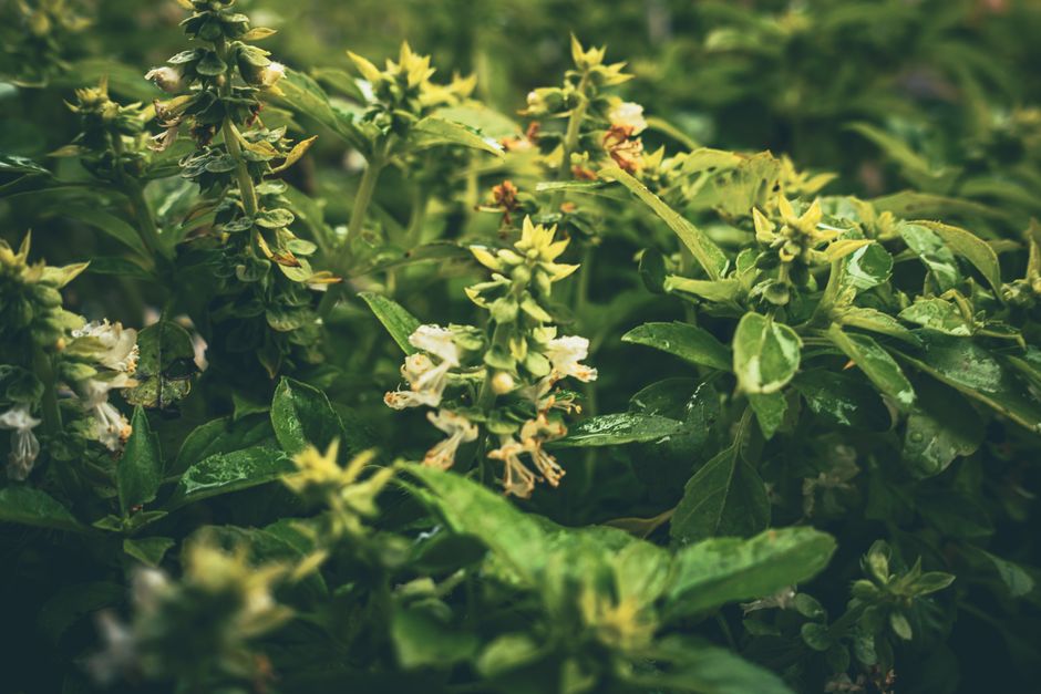 A Sensible Look at Daylight, Time Outdoors And The Body Clock, Explained Simply