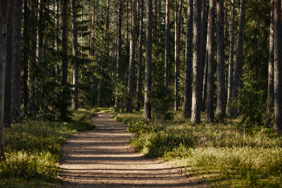 Building a Daily Routine Around Habits: How They Actually Form, One Step at a Time