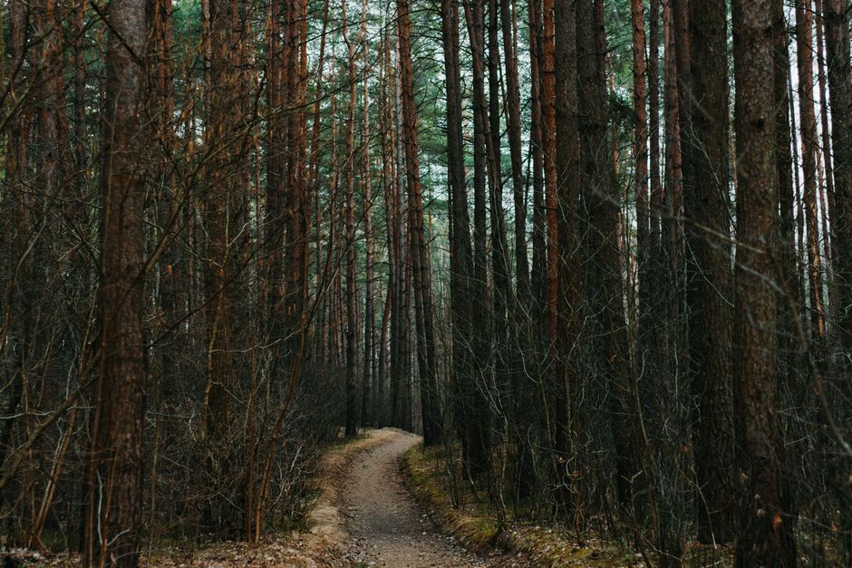 Building a Daily Routine Around The Ordinary Virtues Of Walking