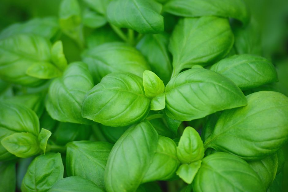 Herbs And Botanicals: A Cautious Look: Sorting Fact From Fiction