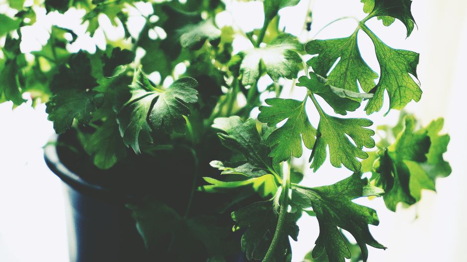 Hydration Without The Myths: A Beginner's Guide
