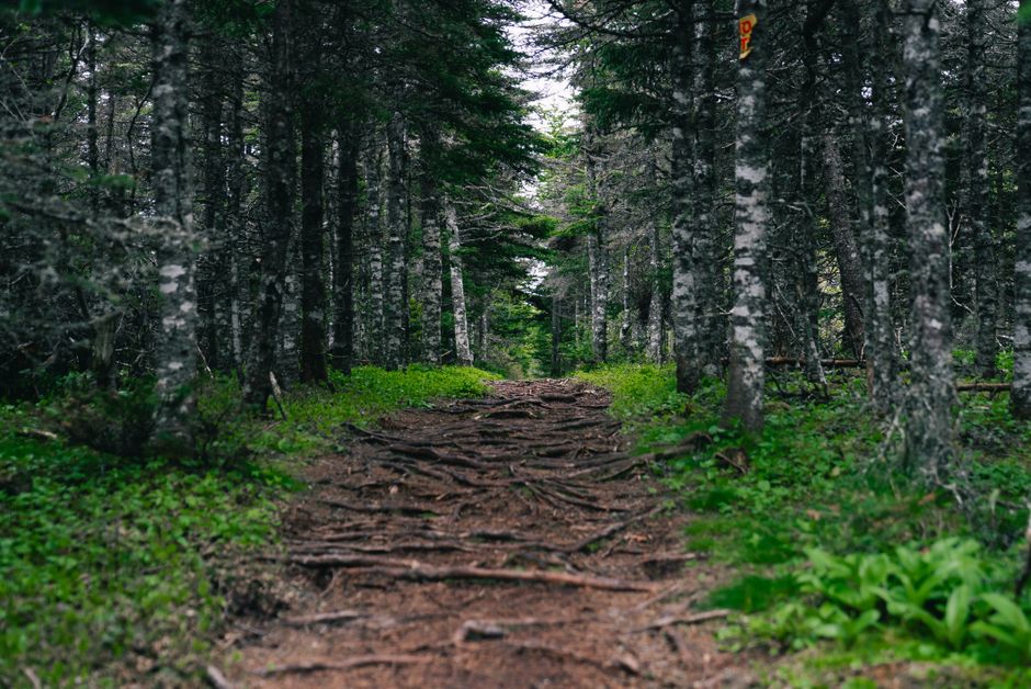 A Gentler Way to Approach Simplicity As A Health Strategy, in Plain Language